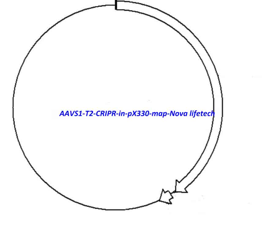AAVS1 T2 CRIPR in pX330 - Click Image to Close