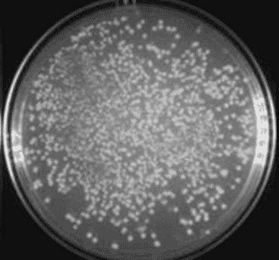 AD494 (DE3) chemically E.coli Express Competent Cells