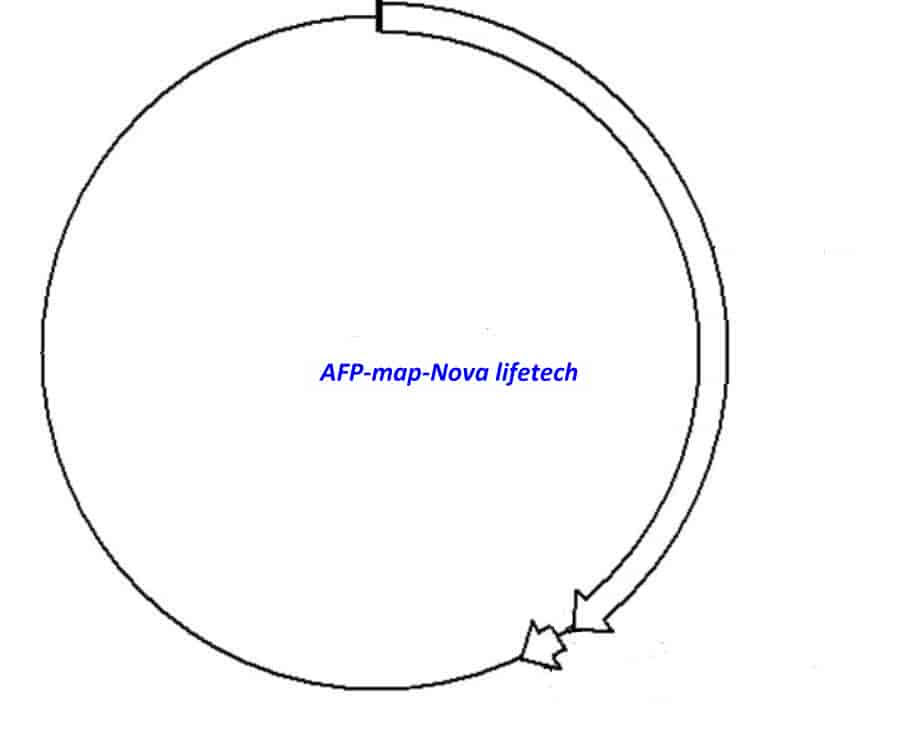 AFP Plasmid - Click Image to Close