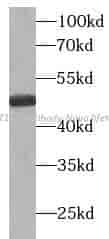 AKT1S1 antibody - Click Image to Close