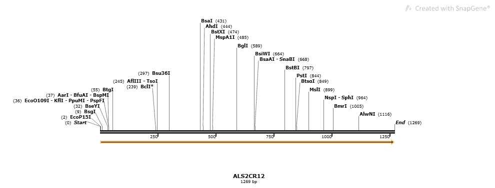 pCMV-SPORT6-ALS2CR12
