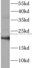 ATP5H antibody - Click Image to Close