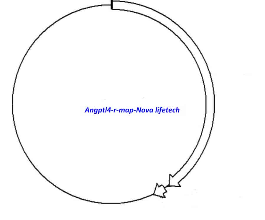 Angptl4- r - Click Image to Close