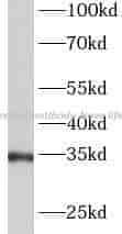 Annexin V antibody - Click Image to Close