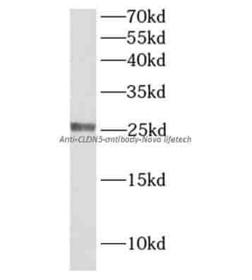 anti- CLDN5 antibody - Click Image to Close