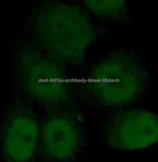 anti- HIF1a antibody - Click Image to Close