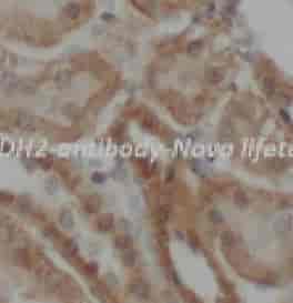 CADH2 antibody - Click Image to Close