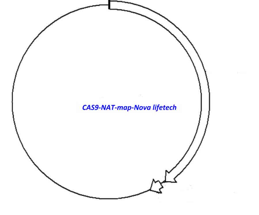 CAS9- NAT - Click Image to Close