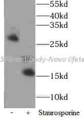 CASP3 antibody - Click Image to Close