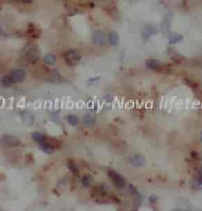 CD14 antibody - Click Image to Close