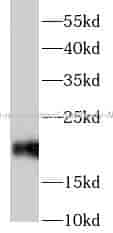 CD3 epsilon monoclonal antibody