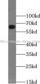 CD80 antibody - Click Image to Close
