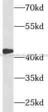 CFHR3 antibody - Click Image to Close