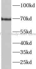 CTSC antibody - Click Image to Close
