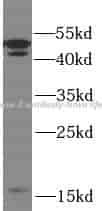 Caspase 2 antibody - Click Image to Close