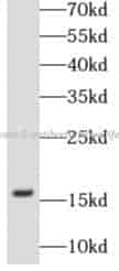 Caspase 3 antibody - Click Image to Close