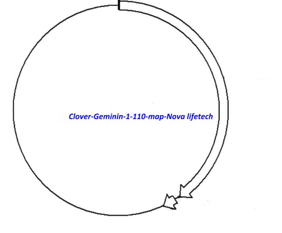Clover- Geminin (1- 110)