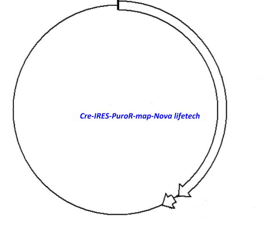 Cre-IRES-PuroR Plasmid - Click Image to Close