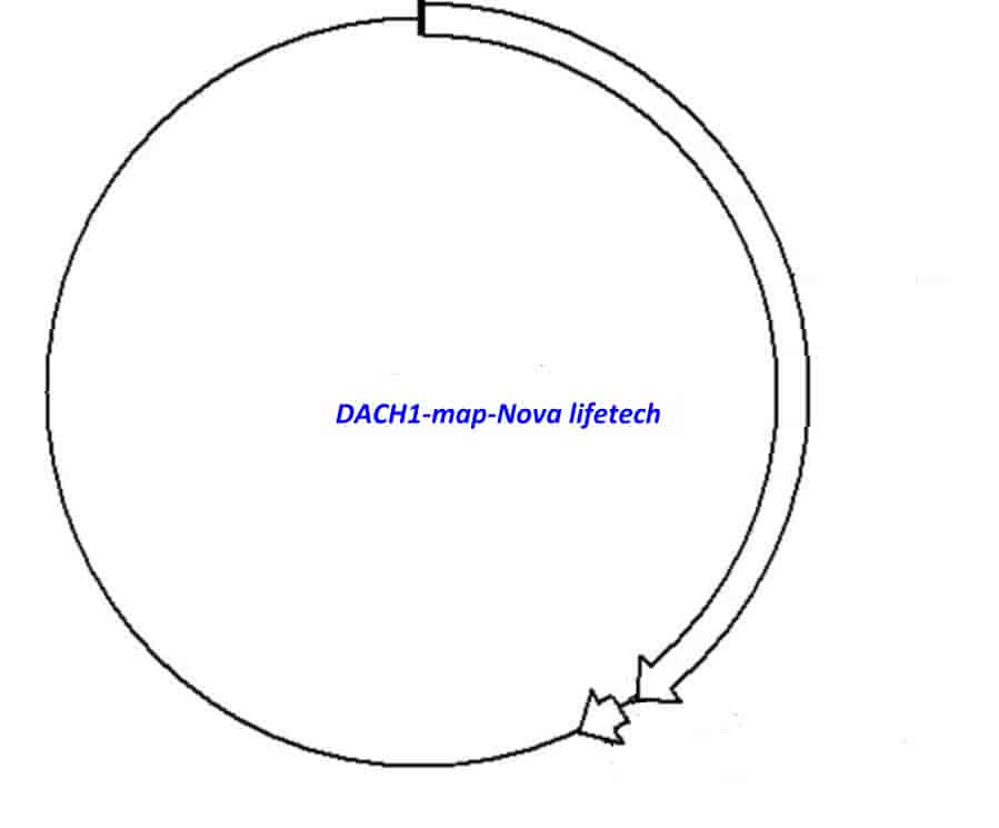 DACH1 Plasmid - Click Image to Close