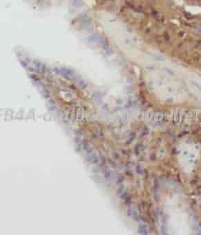 DEFB4A antibody - Click Image to Close