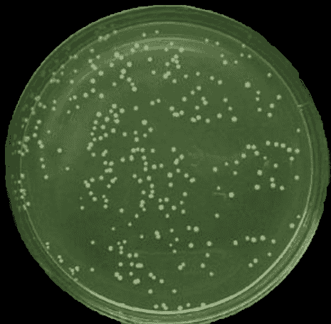 DH10Bac chemically E.coli Express Competent Cells