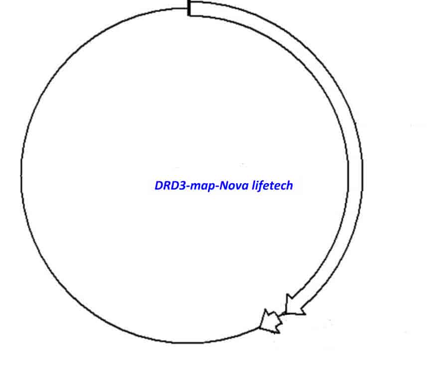 DRD3 Plasmid - Click Image to Close
