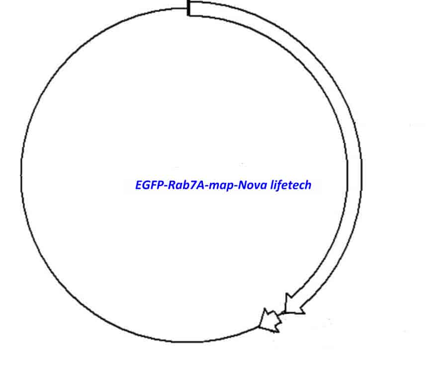 EGFP- Rab7A - Click Image to Close