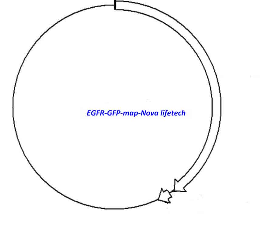 EGFR- GFP - Click Image to Close