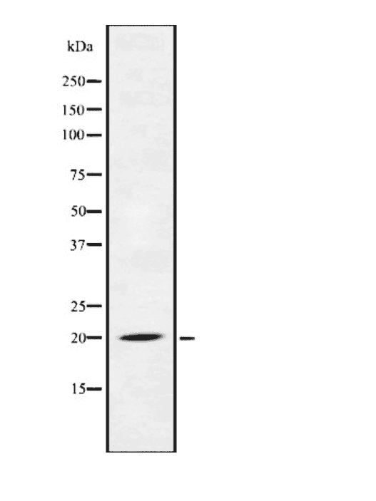 FGF- 22 Antibody