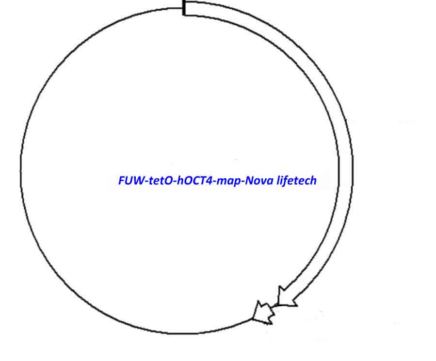 FUW- tetO- hOCT4 - Click Image to Close