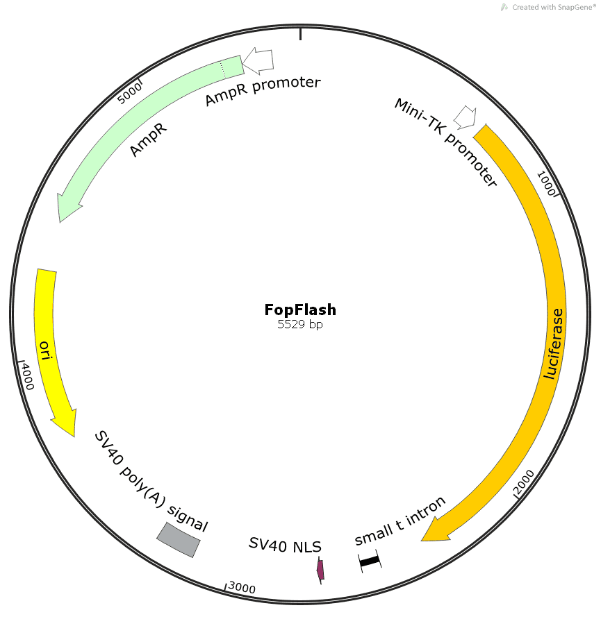 Fop- Flash Plasmid