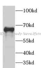 GAD1 antibody - Click Image to Close