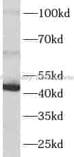 GIF antibody - Click Image to Close