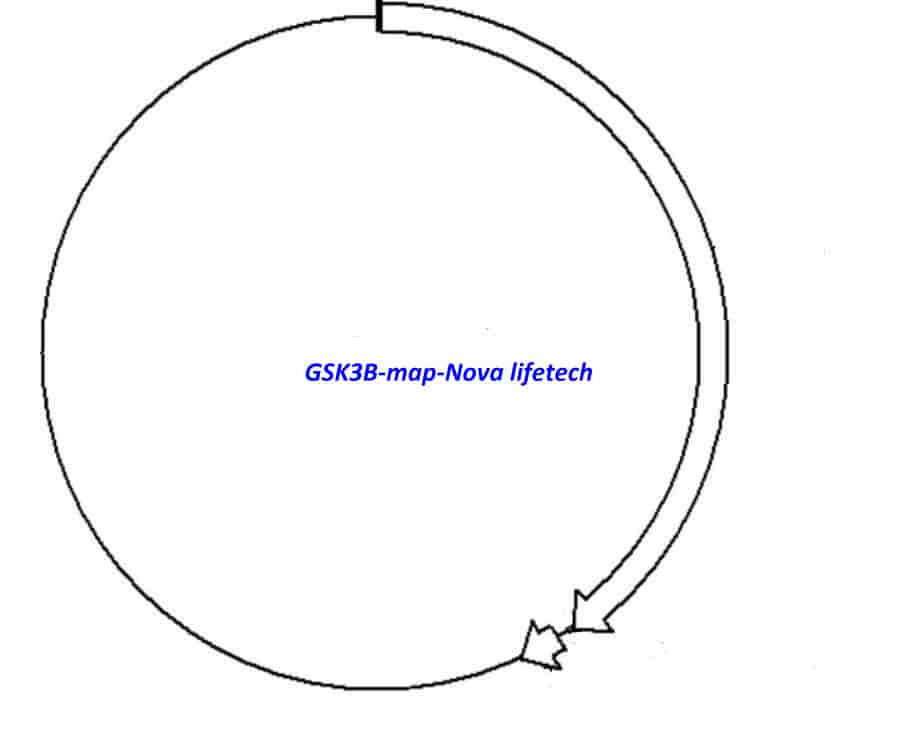 GSK3B Plasmid - Click Image to Close