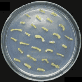 GV3101 Agrobacterium Strain