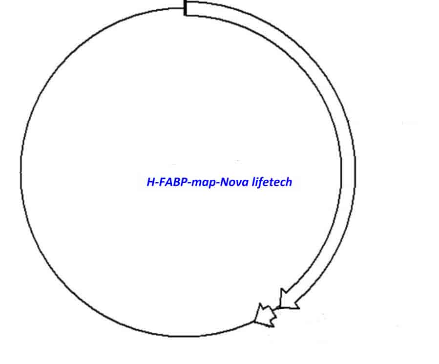 H- FABP Plasmid - Click Image to Close