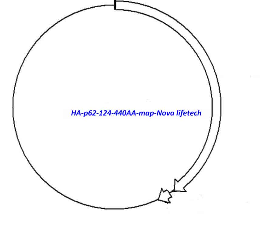 HA-p62(124-440AA) Plasmid - Click Image to Close