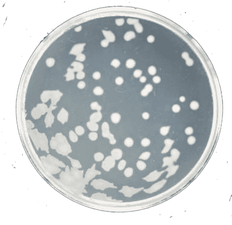 HB2151 Escherichia coli Strains - Click Image to Close