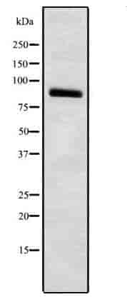HCN3 Antibody - Click Image to Close