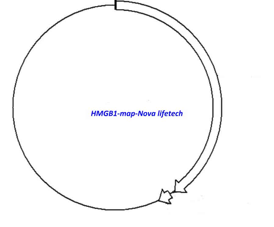 HMGB1 Plasmid - Click Image to Close