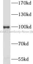HSP90AA1 antibody - Click Image to Close