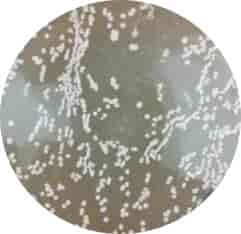 HT115 (DE3) -2 Escherichia coli Strains - Click Image to Close