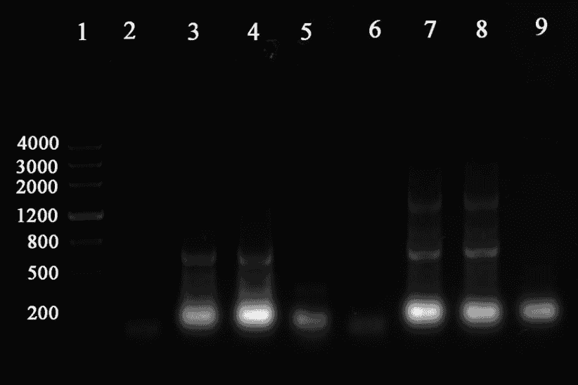 HT115 (DE3) Escherichia coli Strains - Click Image to Close
