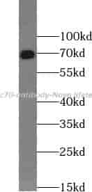 Hsc70 antibody - Click Image to Close