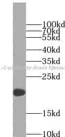 IL-4 antibody - Click Image to Close