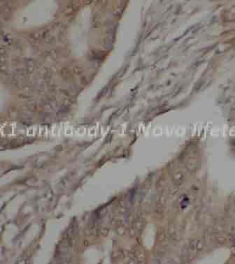 JAK1 antibody - Click Image to Close