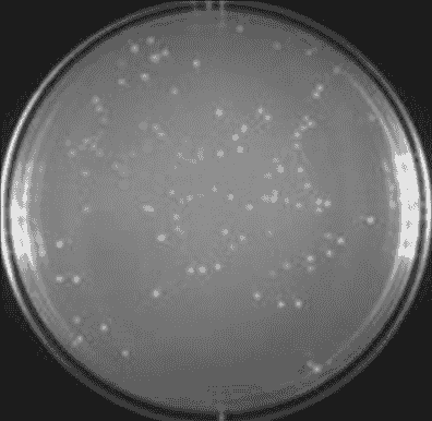 JM109 (DE3) chemically E.coli Express Competent Cells - Click Image to Close