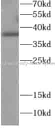 KLF2 antibody - Click Image to Close