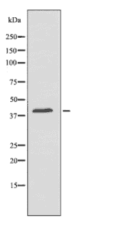 Anti-KLF7 antibody - Click Image to Close