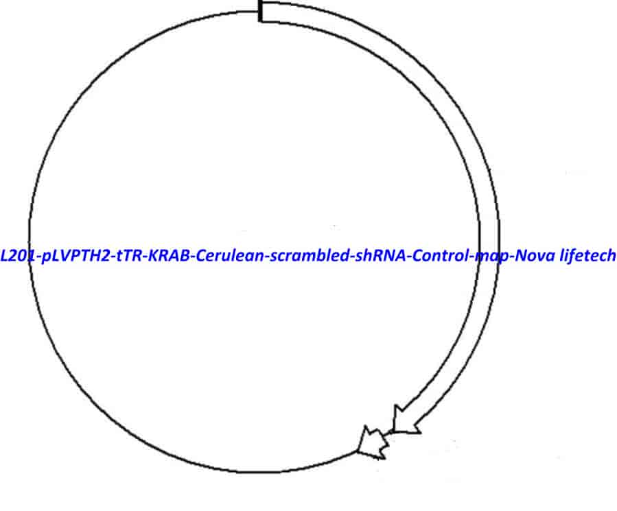L201 pLVPTH2- tTR- KRAB- Cerulean- scrambled- shRNA- Control - Click Image to Close